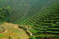 Emeishan, China: Tea Plantation Vista