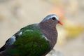 Emeral Dove (Ptilinopus jumbu) Royalty Free Stock Photo
