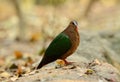 Emeral Dove (Ptilinopus jumbu) Royalty Free Stock Photo