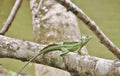 Emerald basilisk lizard on a branch Royalty Free Stock Photo