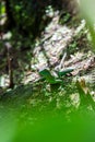 Emerald basilisk lizard in Costa Rica Royalty Free Stock Photo