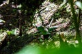 Emerald basilisk lizard in Costa Rica Royalty Free Stock Photo