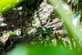Emerald basilisk lizard in Costa Rica Royalty Free Stock Photo
