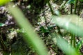 Emerald basilisk lizard in Costa Rica Royalty Free Stock Photo