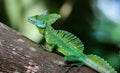 Emerald basilisk on a tree in Costa Rica