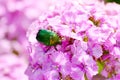 Emerald beetle on carnation flower macro