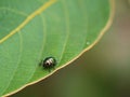 Emerald Beetle on The Leaf