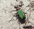 Emerald beetle