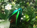 Emerald beetle perched on my tree, its spreading wings