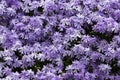 Emerald blue moss phlox flower are blooming