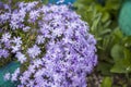 The emerald-blue moss phlox flower blooms beautifully in the garden. lilac flowers on a green background, natural spring Royalty Free Stock Photo