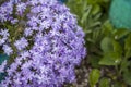 The emerald-blue moss phlox flower blooms beautifully in the garden. lilac flowers on a green background, natural spring Royalty Free Stock Photo