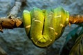 Emerald boa Royalty Free Stock Photo