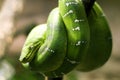 Emerald boa snake