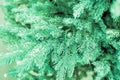 Emerald branch of a Christmas tree, frosted needles of spruce. Festive Christmas backdrop background for design, New Year