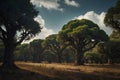 Emerald Canopy Exploring the Verdant Depths of a Mist-Enshrouded Forest Royalty Free Stock Photo