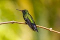 Emerald-chinned Hummingbirds ,Abeillia abeille Royalty Free Stock Photo