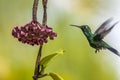 Emerald-chinned Hummingbirds ,Abeillia abeille Royalty Free Stock Photo