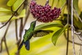 Emerald-chinned Hummingbirds ,Abeillia abeille Royalty Free Stock Photo