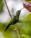 Emerald-chinned Hummingbirds ,Abeillia abeille Royalty Free Stock Photo