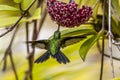 Emerald-chinned Hummingbirds ,Abeillia abeille Royalty Free Stock Photo