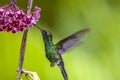 Emerald-chinned Hummingbirds ,Abeillia abeille Royalty Free Stock Photo