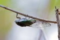 Emerald Cicadae, Costa Rica, Central America