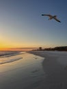 Emerald Coast Florida golden sunset with seagull inflight