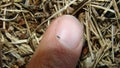 Emerald cockroach wasp. comparison the size, tiny jewel wasp on the fingernail