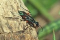 Emerald cockroach wasp Royalty Free Stock Photo