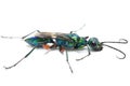 Emerald cockroach wasp isolated on white Royalty Free Stock Photo