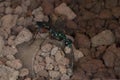 The Emerald cockroach wasp or jewel wasp Ampulex compressa. Royalty Free Stock Photo
