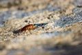 Emerald cockroach wasp