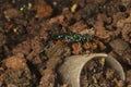 Emerald cockroach wasp Ampulex compressa. Royalty Free Stock Photo