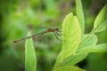 Emerald damselfly aka Lestes sponsa. Royalty Free Stock Photo