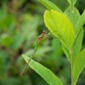 Emerald damselfly aka Lestes sponsa. Royalty Free Stock Photo