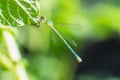 Closeup of damselfly Lestes sponsa Royalty Free Stock Photo