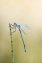 Emerald damselfly with dew, profile