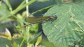 Emerald Damselfly juv female (Lestes sponsa) Royalty Free Stock Photo