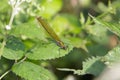 Emerald Damselfly juv female (Lestes sponsa)