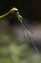 Emerald damselfly or Lestes virides Royalty Free Stock Photo