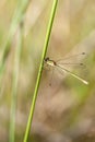 Emerald Damselfly - Lestidae Royalty Free Stock Photo
