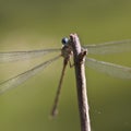 Emerald damselfly peekaboo Royalty Free Stock Photo
