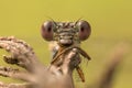 Emerald damselfly portrait