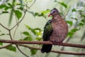 Emerald Dove - Chalcophaps indica, beautiful colored pigeon from Asian forests