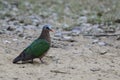 Emerald Dove - Chalcophaps indica Royalty Free Stock Photo