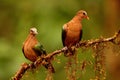 Emerald dove, Chalcophaps indica, Ganeshgudi, Karnataka, India Royalty Free Stock Photo