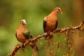 Emerald dove, Chalcophaps indica, Ganeshgudi, Karnataka, India Royalty Free Stock Photo