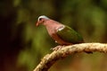 Emerald Dove, Chalcophaps indica, Ganeshgudi, Karnataka, India Royalty Free Stock Photo