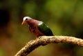 Emerald Dove, Chalcophaps indica, Ganeshgudi, Karnataka, India Royalty Free Stock Photo